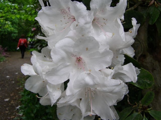 Rhododendron on Battleston Hill